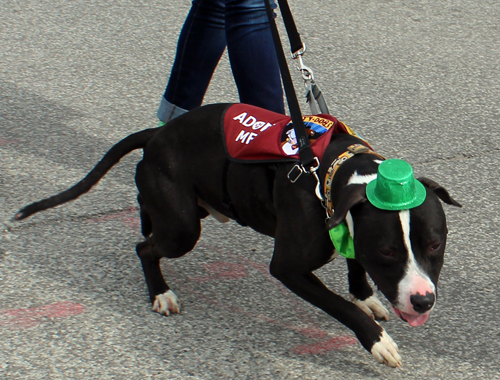 2019 Cleveland St. Patrick's Day Parade - Dog